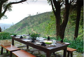 Overlooking The Tea Plantations