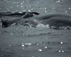 Blue Whale in Mirissa