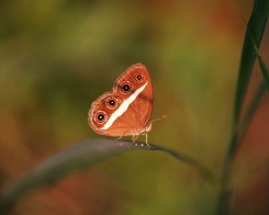 Butterfly Trails in Sri Lanka