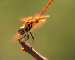 Dragonfly at Hiyare Rainforest