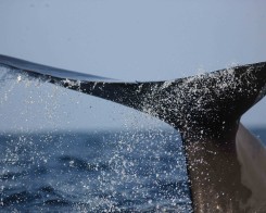 Sperm Whale Encounters in Sri Lanka