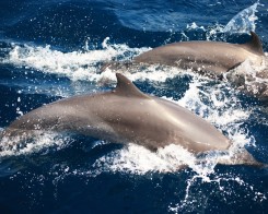 Spinner Dolphins in Sri Lanka