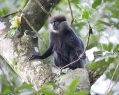 Purple Faced Leaf Monkey, Sri Lanka