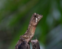 Kangaroo Lizard in Sri Lanka