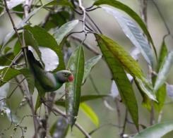 Layard's Parakeet Parrot, Sri Lanka