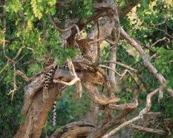 Leopard Trails Sri Lanka