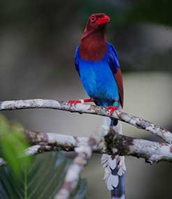 Blue Magpie at Sri Lanka