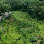 Accommodation rainforest eco lodge