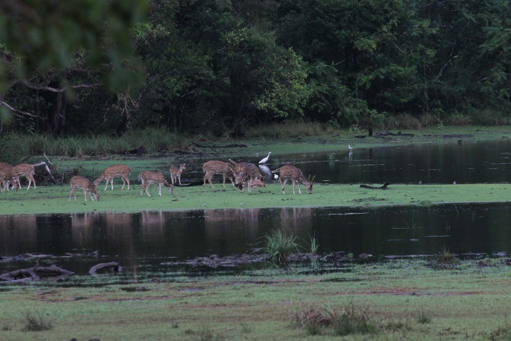 Spotted Deer in Yala