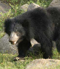 Bear Encounter in Sri Lanka