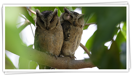 Owls in Sri Lanka