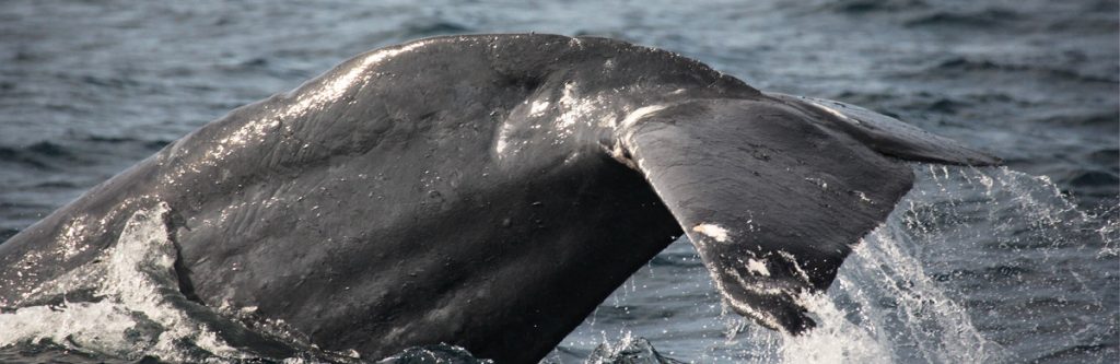 Blue Whale Watching in Sri Lanka