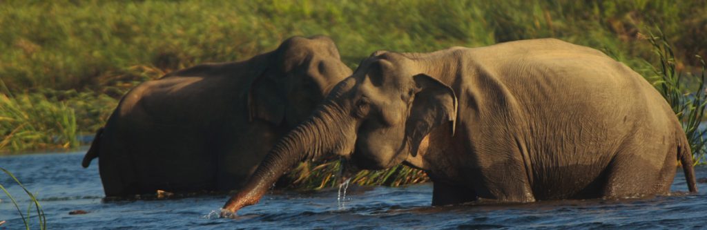 River Bathing Elephants