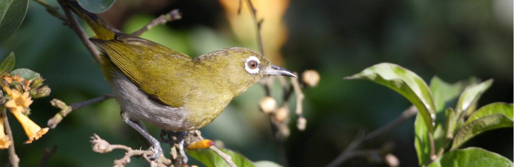 Endemic Birds in Sri Lanka