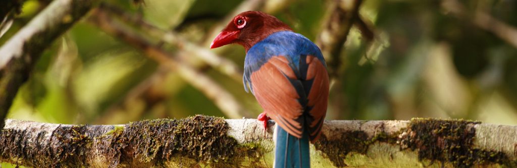 Sri Lanka Blue Magpie