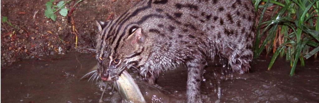 Fishing Cat