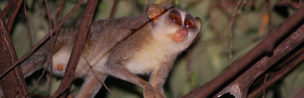 Loris in Sri Lanka