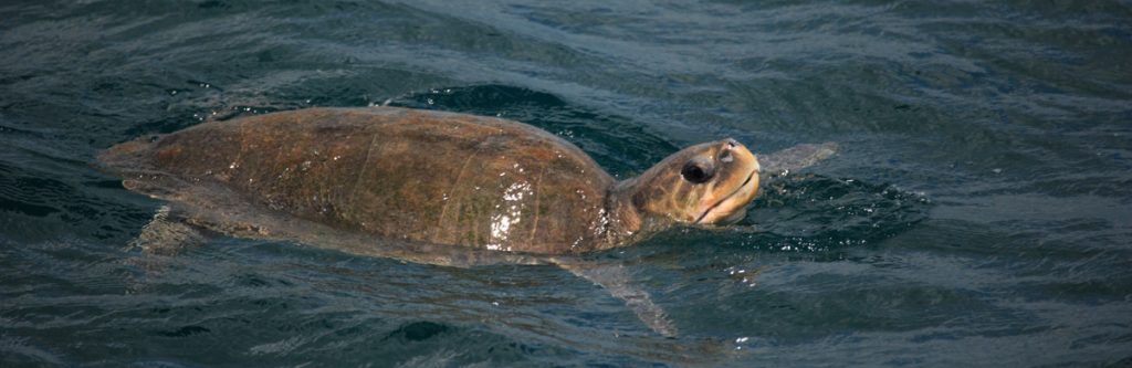 Marine Turtles, Sri Lanka