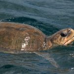 Marine Turtles, Sri Lanka
