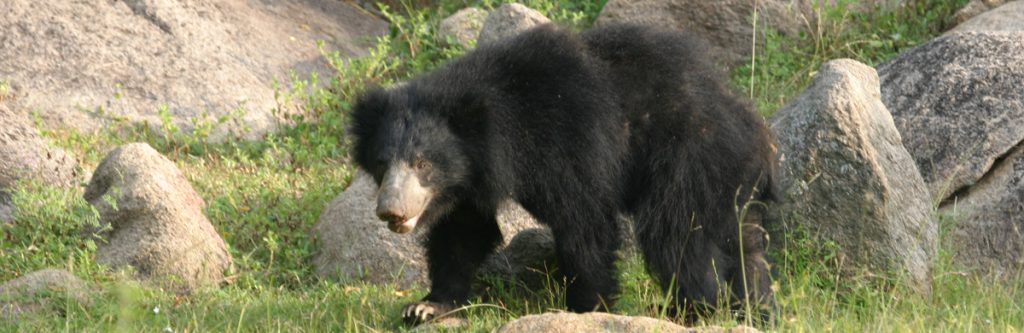 Sloth Bear in Sri Lanka