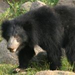 Sloth Bear in Sri Lanka