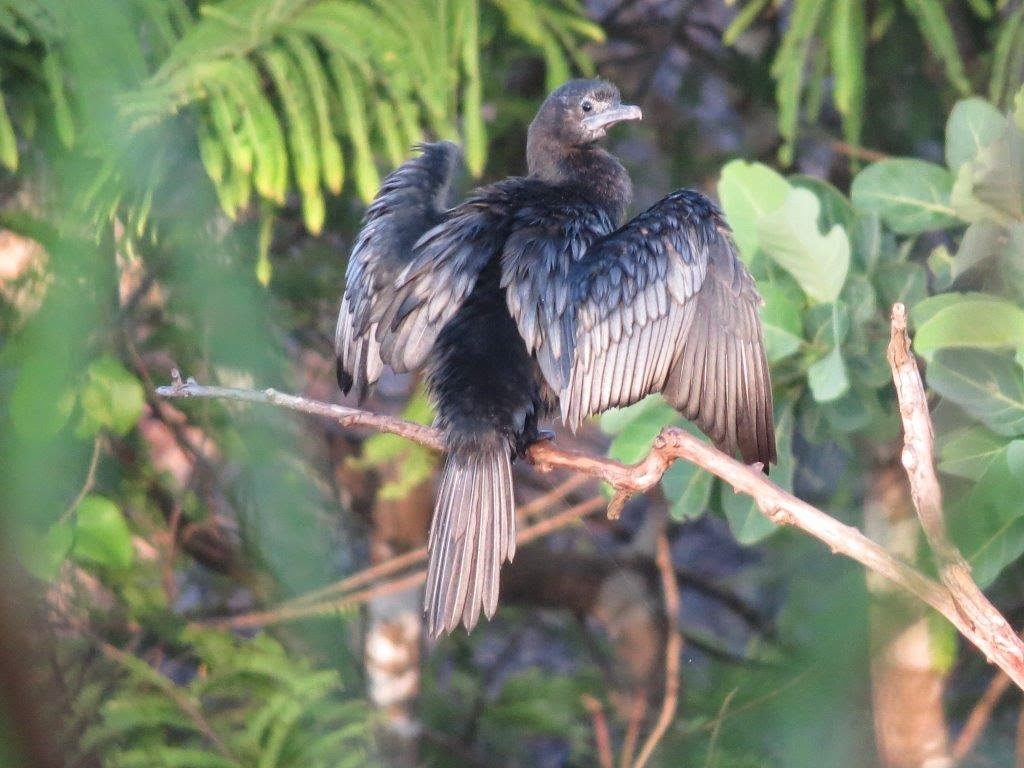 Rare Bird Species in Sri Lanka