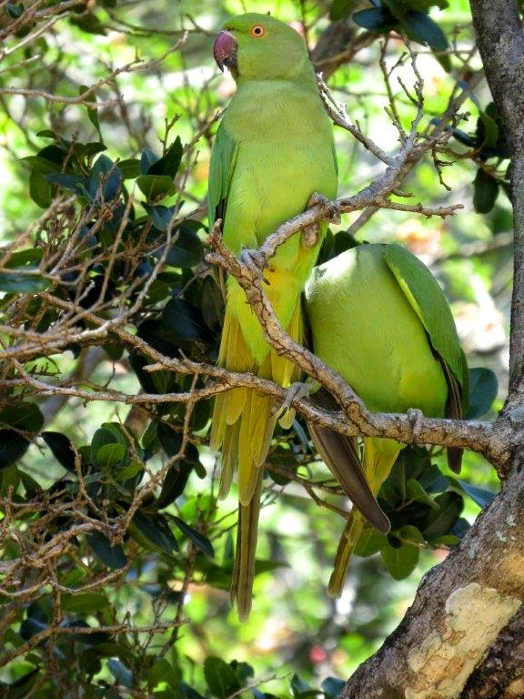 Parrots in Sri Lanka