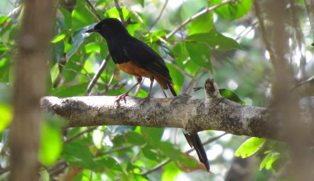 Birding Tours Sri Lanka