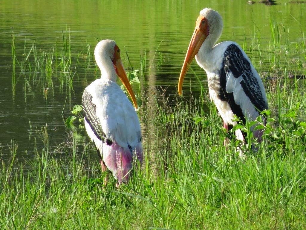 Storks in Sri Lanka