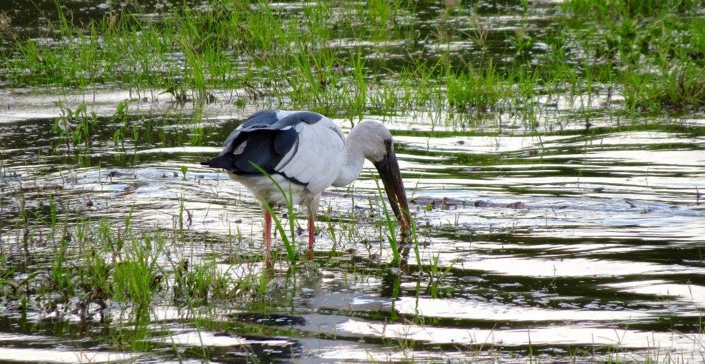 Bird Expeditions, Sri Lanka