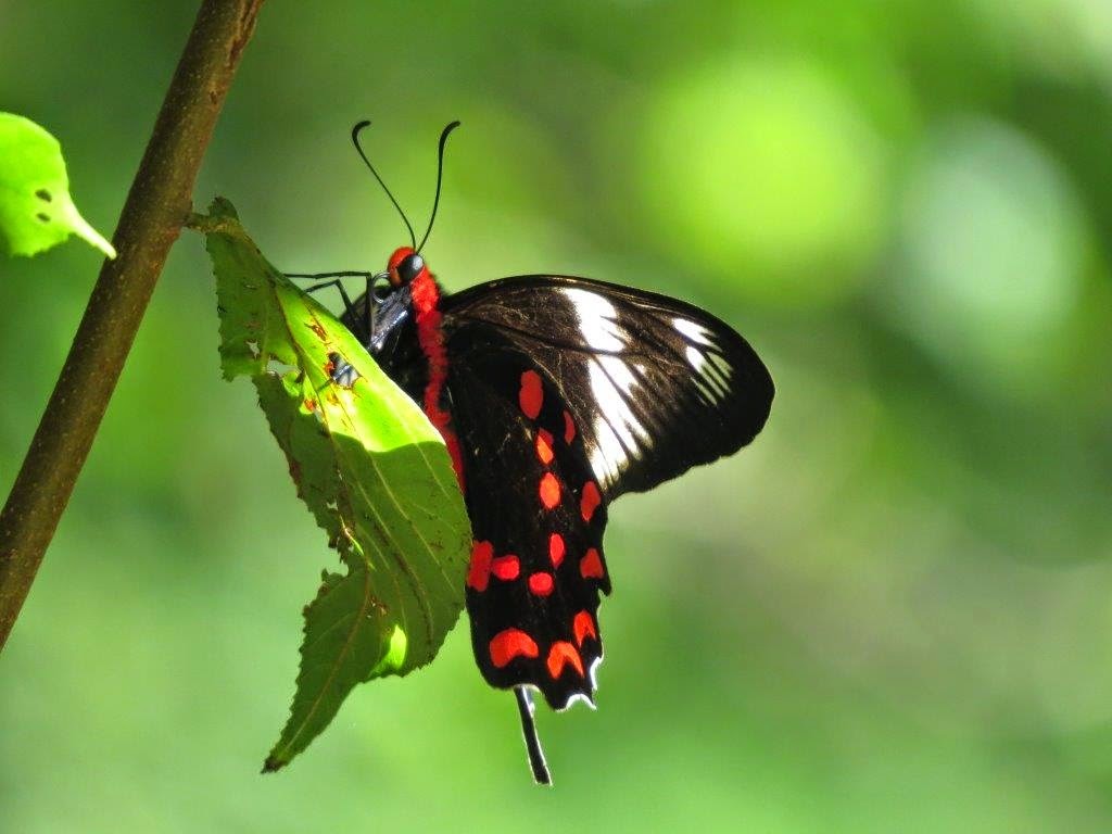 Butterflies in Sri Lanka