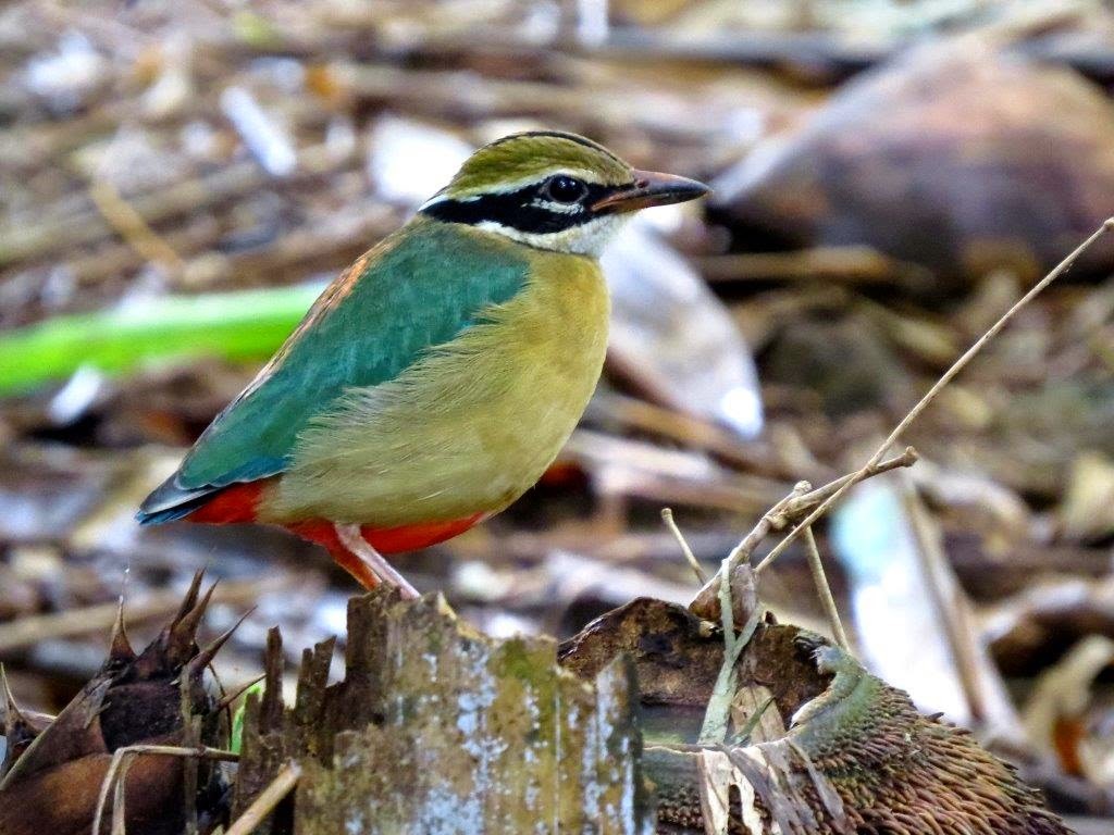 Colourful Birds in Sri Lanka