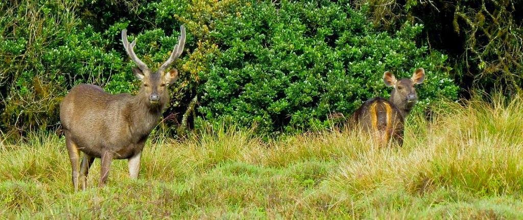 Wildlife Expeditions, Sri Lanka