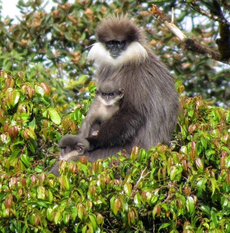 Monkey Species in Sri Lanka