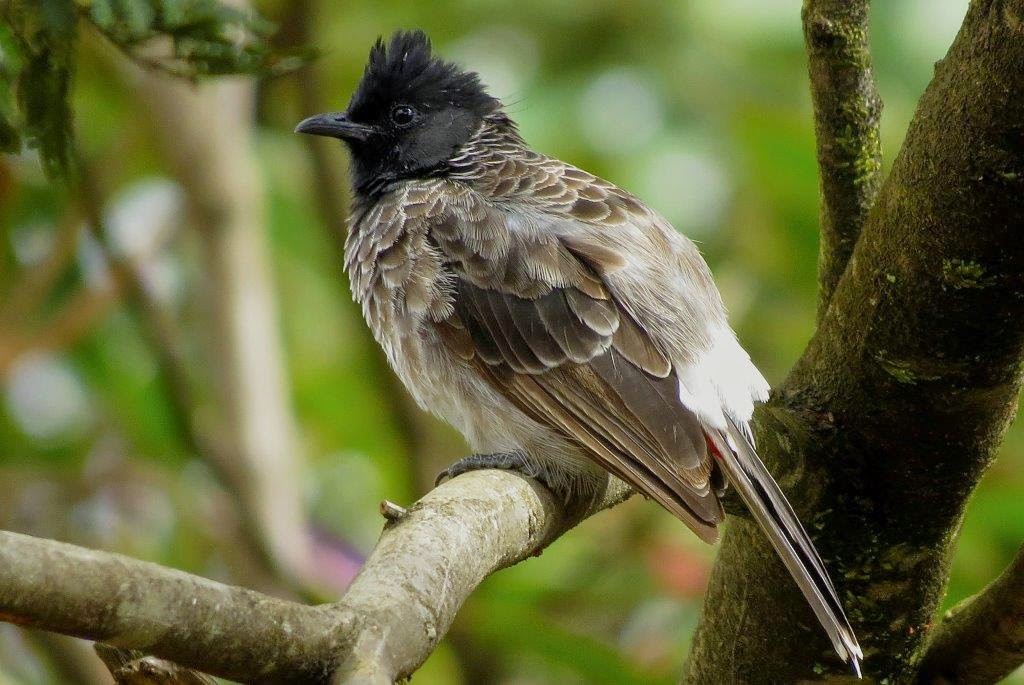 Birds Species in Sri Lanka