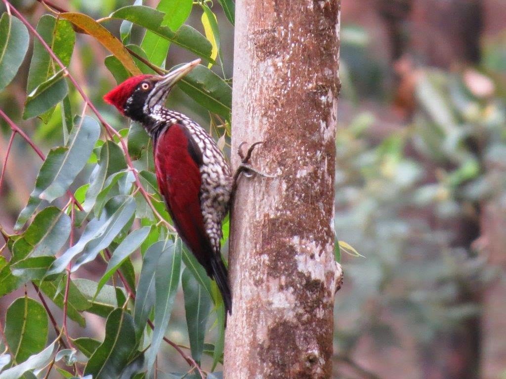 Wood Pecker in Sri Lanka