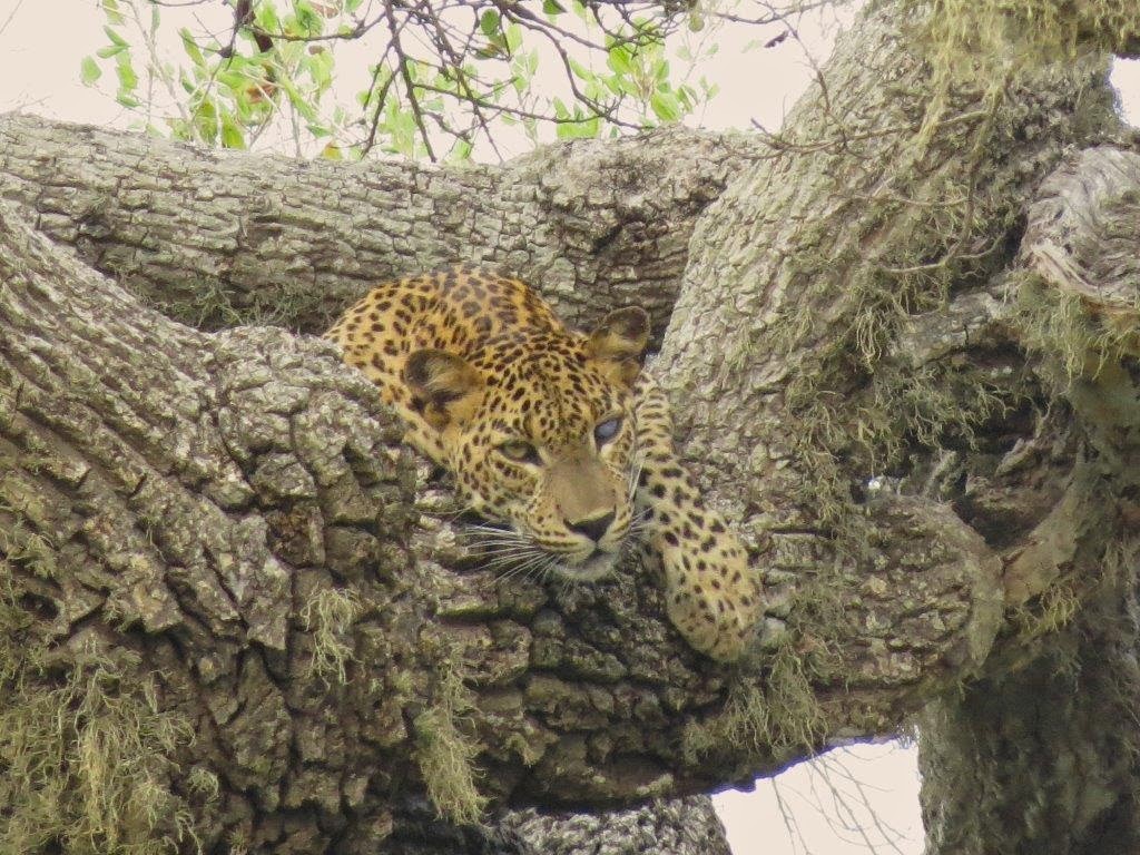 Leopard on a Tree Sri Lanka
