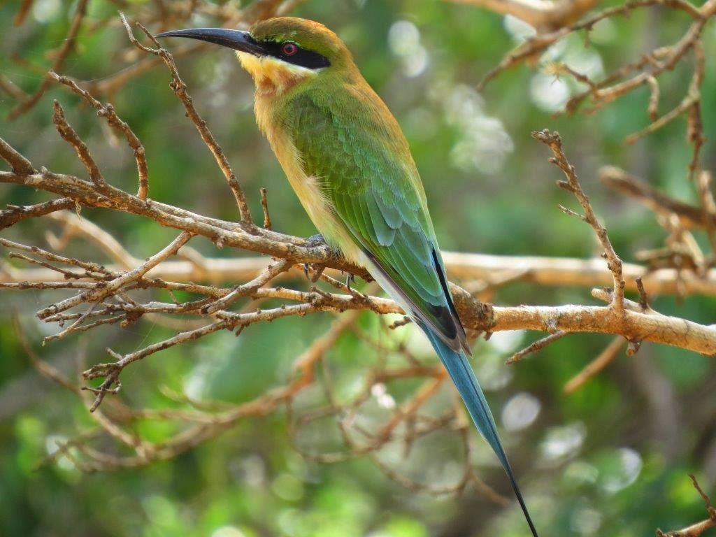 Nature & Birding Tours Sri Lanka