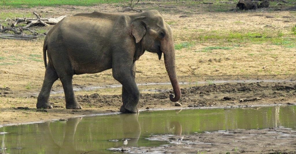 Elephant Encounters