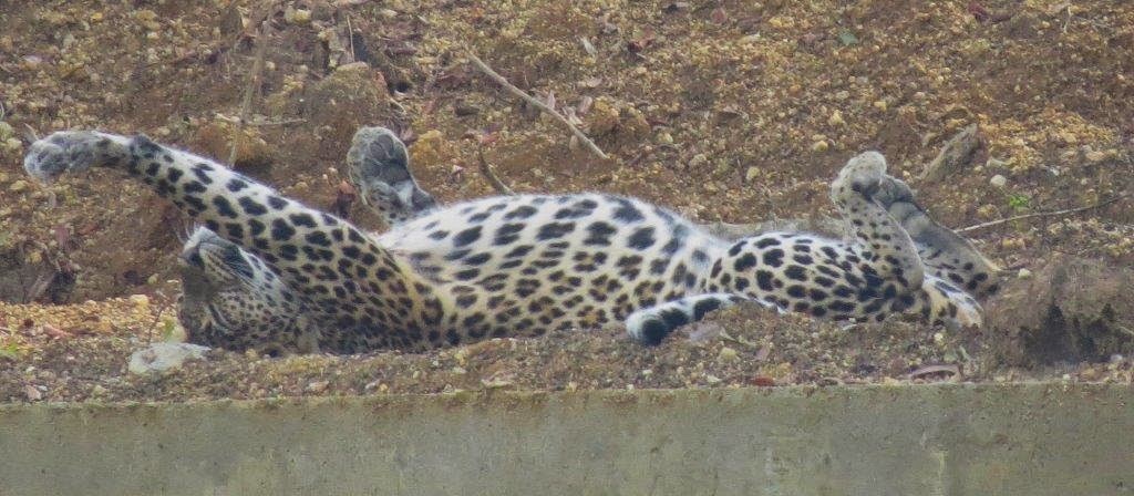 Leopard Lying near a River
