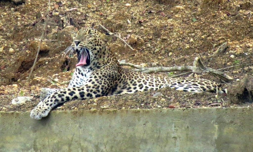 Leopard Relaxing near a River Bank