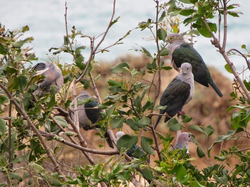 Bird Watching Tours in Sri Lanka