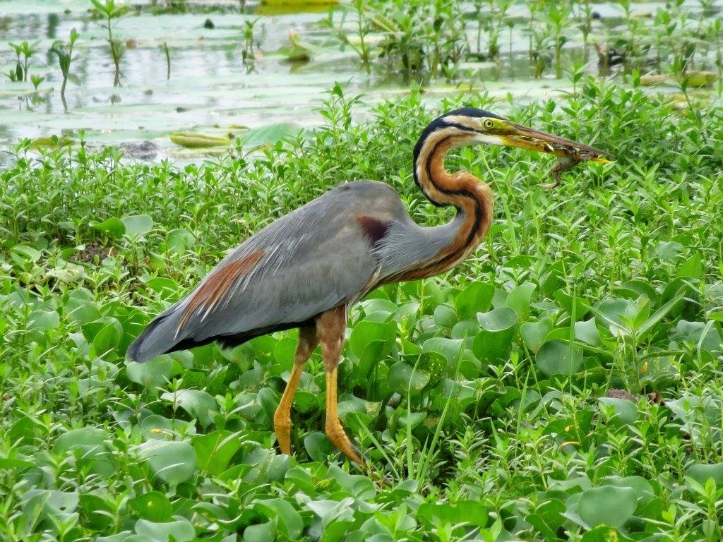 Bird Watching in Sri Lanka