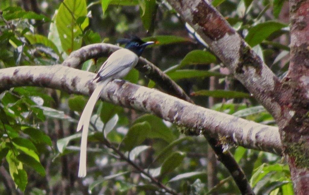Sudu Redi Hora, Bird in Sri Lanka