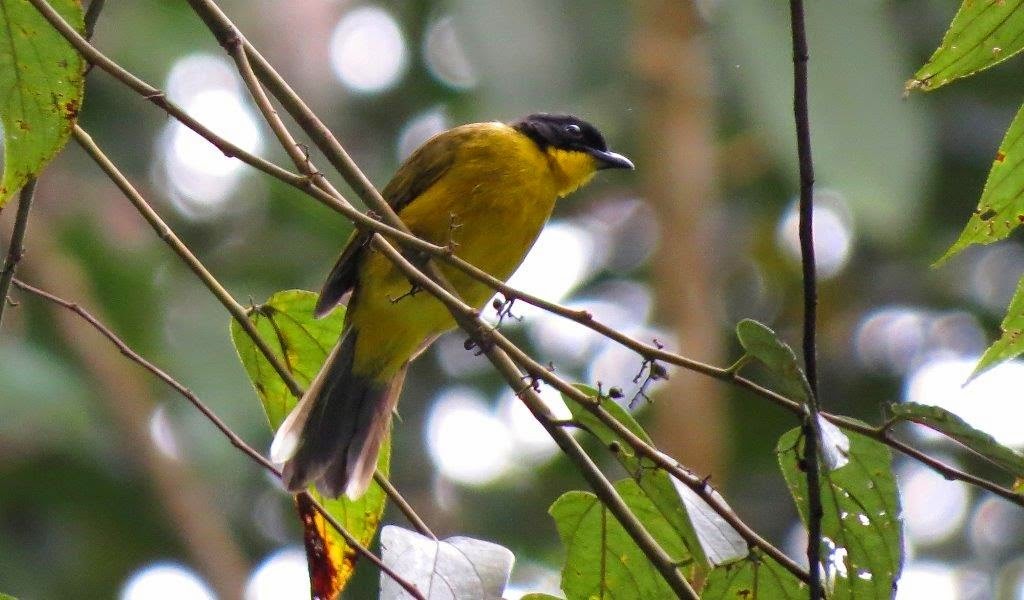 Colourful Bird in Sri Lanka
