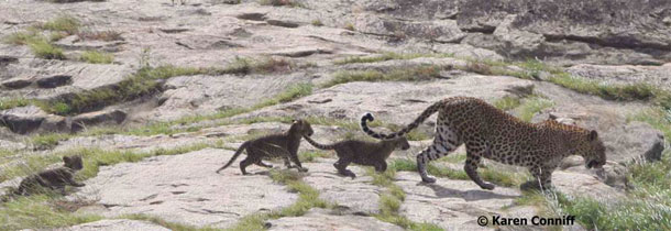 Yala Mother Leopard and Three Cubs (c) Karen Conniff resize