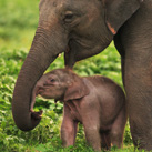 cale-thumb-Asian-Elephant