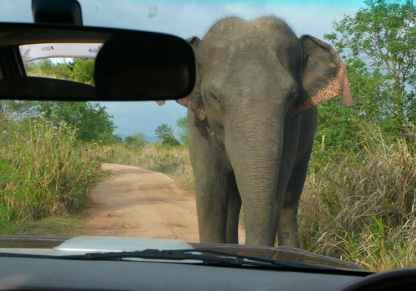 Elephant Safari Holiday in Sri Lanka