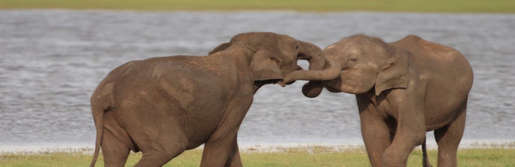 Elephant Safari in Sri Lanka