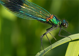 Colourful Dragonfly in Sri Lanka